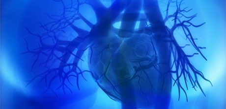 Herzkranzgefässe, Vorhöfe, Herzkammern im menschlichen Herzen