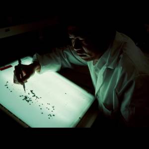 Fu-Kuen Lin untersucht einen Röntgenfilm, um das Gen für Erythropoietin zu identifizieren. Die schwarzen Bereiche zeigen bakterielle Kolonien, die das Gen enthalten.