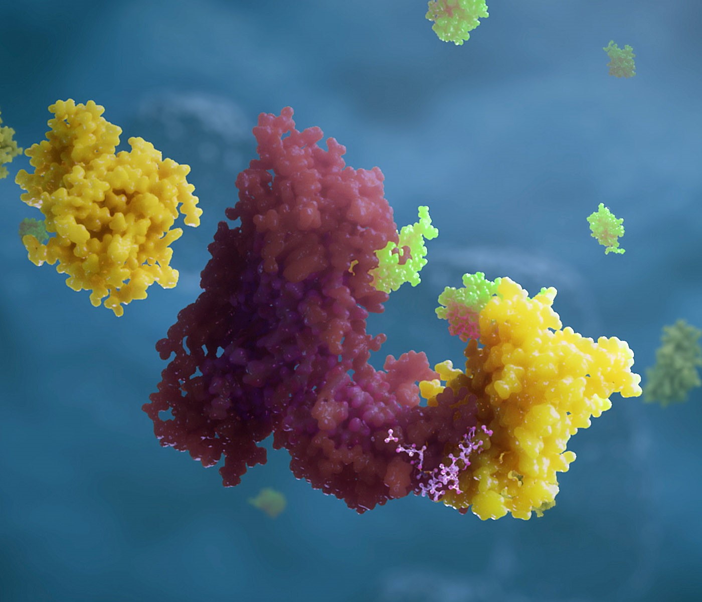 Ein PROTAC® (kleines pinkes Molekül in der Mitte) bringt das Zielprotein (gelb) in räumliche Nähe zum Enzym Ubiquitin-Ligase (rot), welches das Protein Ubiquitin (grün) an das Zielprotein bindet und so für den Abbau durch die Zelle markiert.