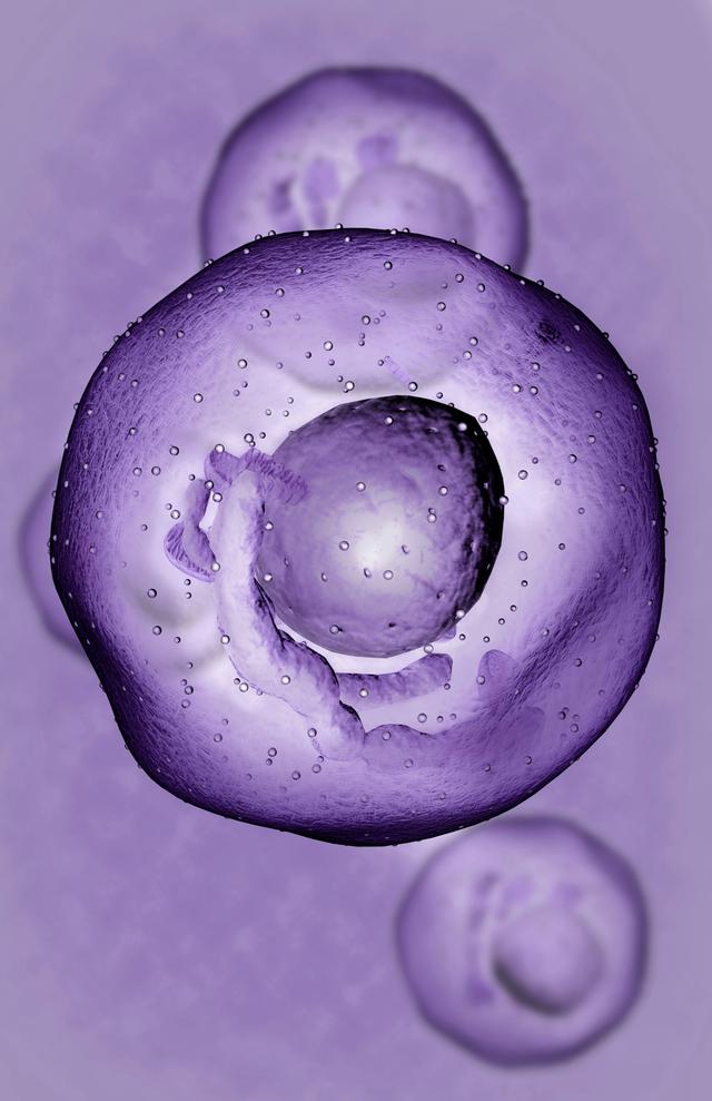 A mast cell contains many granules rich in histamine and heparin. It has roles in allergy and anaphylaxis and the immune system