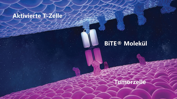Grafische Darstellung der Wirkweise eines BiTE® Moleküls : Eine aktivierte T-Zelle (oben, blau) und eine Tumorzelle (unten, pink) werden durch ein BiTE® Molekül verbunden. Das BiTE® Molekül bindet mit einem Arm an eine Oberflächenstruktur der T-Zelle und gleichzeitig mit dem anderen Arm an ein spezifisches Oberflächenmolekül auf der Tumorzelle. Durch diese Verbindung wird der Zelltod der Tumorzelle induziert.