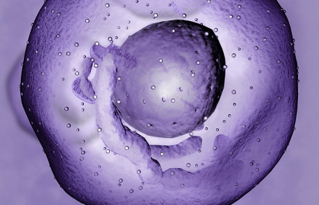 A mast cell contains many granules rich in histamine and heparin. It has roles in allergy and anaphylaxis and the immune system